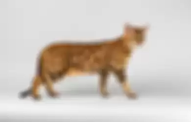 kucing