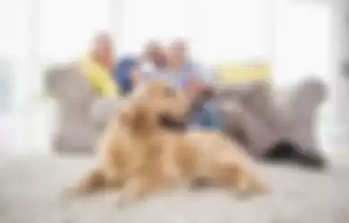 Ada 6 Manfaat Sehat Memelihara Anjing di Rumah