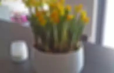 Narcissus Bunga Cantik Penyambut Hari Raya Paskah