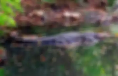 Di Amerika Serikat, Sapi, Laba-laba, dan Anjing Lebih Banyak Membunuh Manusia Dibanding Aligator
