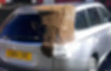 Mencari Ratunya, 20.000 Lebah Mengerubungi Mobil Seorang Nenek