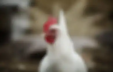 Kisah Ayam di Sumur