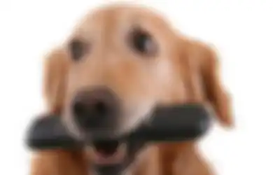 Apa yang Sebenarnya Dilihat oleh Anjing Ketika Mereka Menonton Televisi?