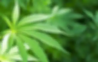 Ternyata, Ganja Berisi 'DNA Makhluk Asing' Dari Luar Tata Surya Kita!