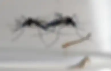 Nyamuk  Pelawan Virus Zika Sedang Sedang Dikembangkan di Australia