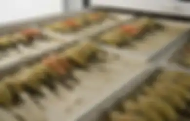 Spesies Burung Ini Baru Saja Ditemukan Namun Sudah Punah