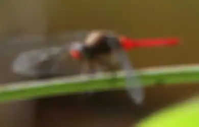 Bisa Hidup di Dalam Air Selama 2 Tahun, Satu dari Tujuh Kemampuan 'Ajaib' Capung yang Wajib Kita Tahu
