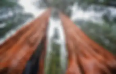 Pohon-pohon Terbesar di Dunia Kini Dikloning untuk Memerangi Pemanasan Global