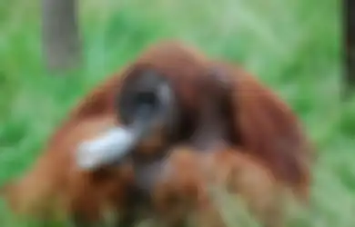Orangutan Ternyata Bisa Memperkirakan Rasa Sebelum Mencoba Suatu Makanan atau Benda