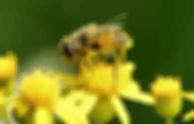 Bee Pollen untuk Imunitas Tubuh