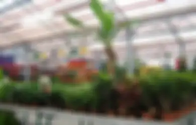 Bisnis Tanaman Hias Masih Menggairahkan