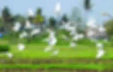 Perubahan Iklim Akan Memaksa Banyak Burung untuk Mengungsi