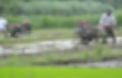 Pemanasan Global dapat Menurunkan Kualitas Pertanian