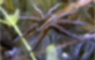 Laba-laba Sebesar Tikus Berkembang Biak dan Telah Berhasil 'Menjajah' Inggris