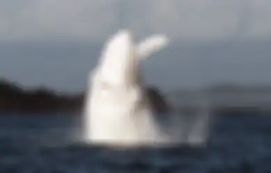Misteri Kemunculan Migaloo, Paus Bungkuk Albino Paling Terkenal di Dunia