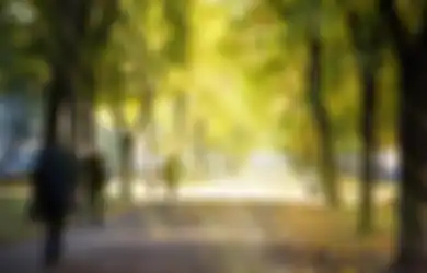 Jangan Asal Tebang Pohon Jika Tidak Mau Didenda, Ini Landasan Hukumnya