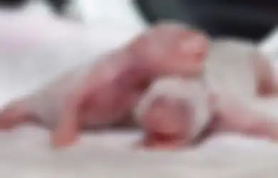 Bayi Panda Kembar Pertama Berhasil Lahir di Tiongkok