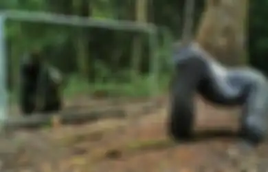 (VIDEO) Gorila Mengamuk saat Melihat Dirinya Sendiri di Cermin