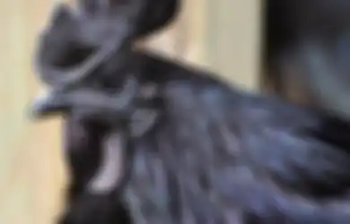 (Foto) Ayam Cemani, Ayam Serba Hitam yang Laku Rp32 juta per Ekor