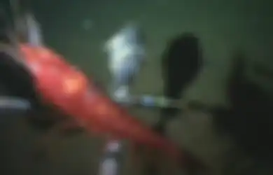 Spesies Ikan Unik Ditemukan di Kedalaman 8 Kilometer