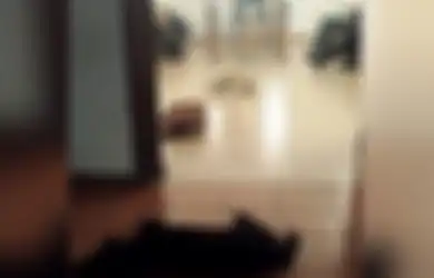Sekelompok Anjing Liar Menjaga Rumah Duka Pecinta Binatang
