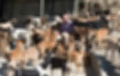 Karl Scarr, Mantan Sopir Taksi yang Menjadi Bapak dari 150 Anjing Liar