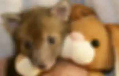 Setelah Diterlantarkan, Bayi Musang Mungil Ini Berteman dengan Boneka Teddy Bear