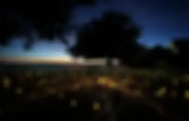 Bruce Munro, Seniman yang Menggunakan 50.000 Lampu untuk Mengubah Ladang menjadi Negeri Dongeng