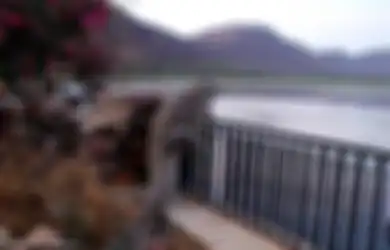 Menakjubkan Sekaligus Mengerikan, Buaya Ini Mampu Memanjat Pagar Pembatas Danau