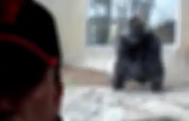 Lihat Seorang Pengunjung Berfoto Selfie, Gorila Ini Tiba-tiba Mengamuk