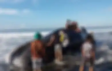 Sebelum Dievakuasi, Paus Sperma yang Terdampar di Bali Ini Dijadikan Objek Panjat-panjatan