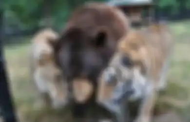 (Foto) Kenapa Kita Bisa Belajar dari Beruang, Singa, dan Harimau yang Saling Menyayangi dan Tak Bisa Dipisahkan Ini?
