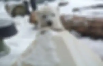 Menggemaskan, Ini Ekspresi Bayi Beruang Kutub ketika Pertama Kali Merasakan Salju