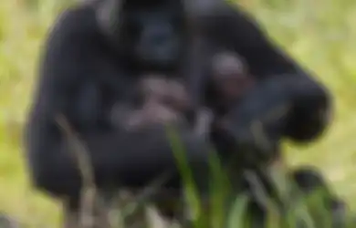 Langka, Gorila di Kawasan Konservasi Afrika Tengah Ini Melahirkan Bayi Kembar