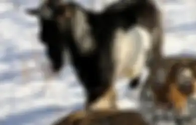 Bukan Memakannya, Harimau Siberia Ini Justru Berteman dengan Kambing