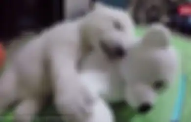 Diterlantarkan Ibunya, Bayi Beruang Kutub Ini Kini Tumbuh Sehat dan Sangat Menggemaskan
