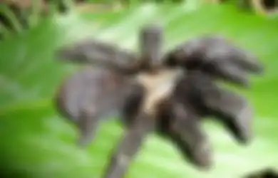 Di Kalimantan, Penggila Laba-laba Menemukan Tarantula Spesies Baru yang Tak Sengaja Jatuh di Kakinya