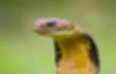 Berencana ke Hutan? Ingatlah Langkah-langkah Pertolongan Pertama Jika Digigit Ular Ini!