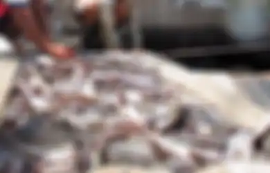Artikel Berjudul Dalam Sesuap Daging Ikan Lele, Terkandung 3.000 Sel Kanker Bikin Pembudidaya Lele Mengeluh