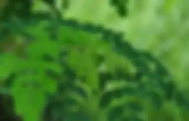 Daun Kelor, Terkenal Lewat Ungkapan, Punya Manfaat Menjanjikan Termasuk Jadi Azimat Kesaktian