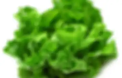 Selada, Rendah Kalori Penuh Nutrisi