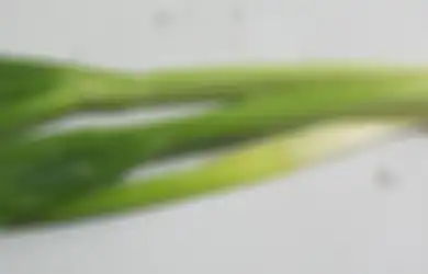 Manfaat Kesehatan Daun Bawang