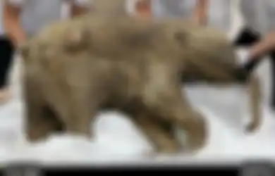 Fosil Mamut Utuh Itu Akhirnya Dipamerkan di Museum London