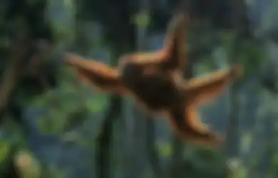 Orangutan Ternyata Lebih Sering Berada di Tanah