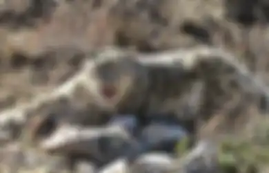Kerah Ini Bantu Konservasi Macan Tutul Salju