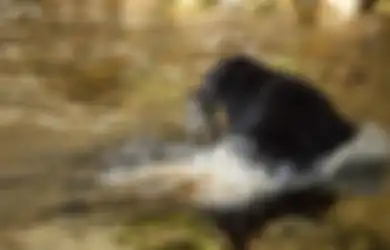 Kisah Buntelan Hitam yang Hanyut