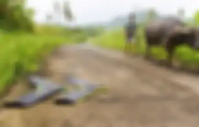 Drone Digunakan untuk Pemetaan Malaria