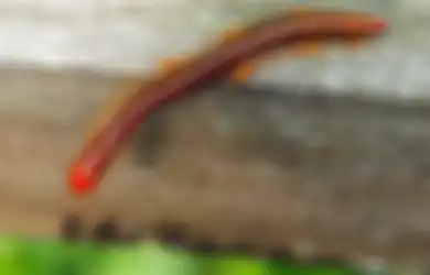 Tidak Lihat Kalau Aku Belum Pakai Kaos Kaki?