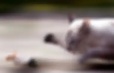 Kisah Kucing dan Tikus yang Selalu Bermusuhan