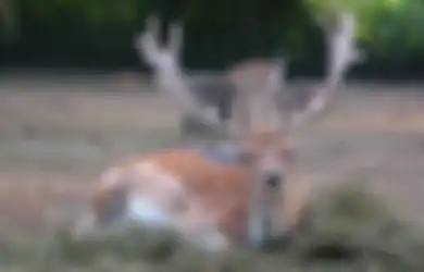 Rusa Jantan yang Sombong